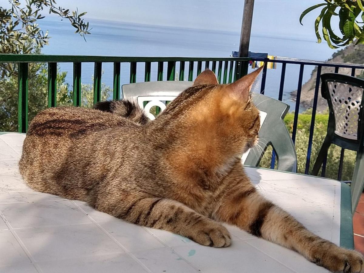 Perla Del Levante Hostel Framura Εξωτερικό φωτογραφία